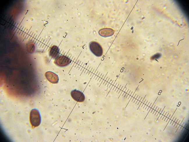 Agaricus GM1277 (moellerianus??)